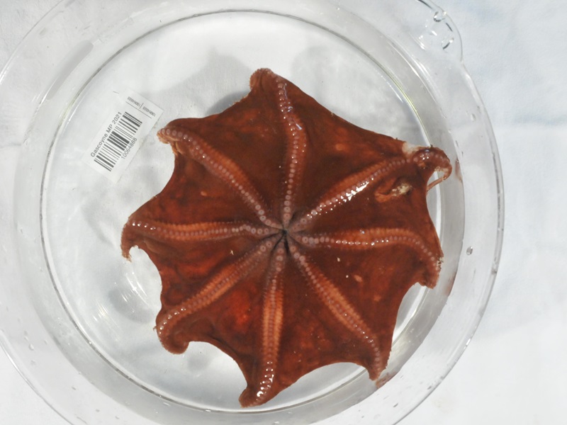 The underside of an octopus.