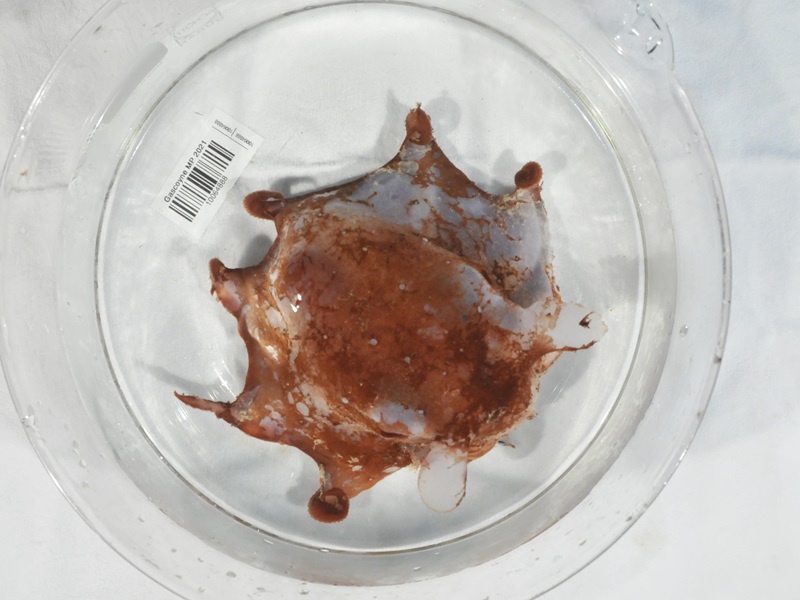 A specimen of a small octopus.