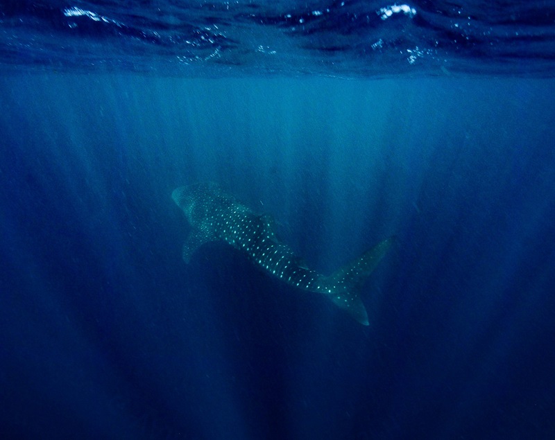 Underwater image of a whale shark in the middle distance, in deep blue water with rays of sunlight highlighting the shark.