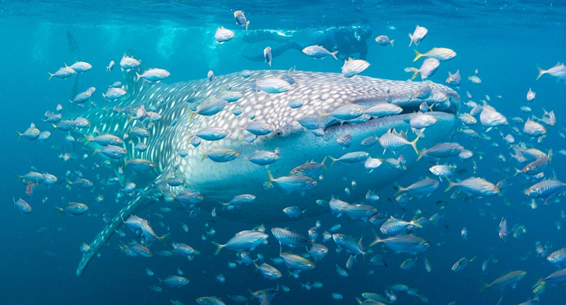 Image taken underwater of a whale shark approaching the cameral surrounded by fish with a diver at the surface.