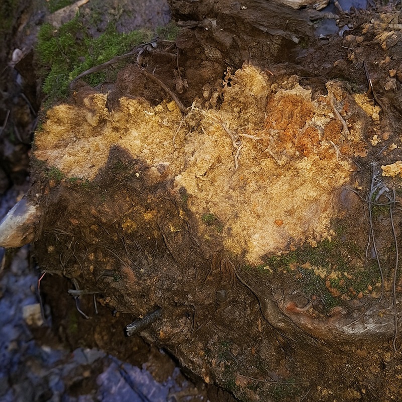 Yellowish golden rock