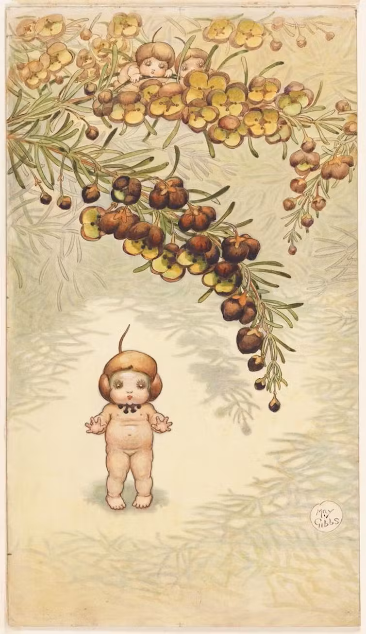 Illustration of a May Gibbs baby with a branch of boronia flowers overhead.