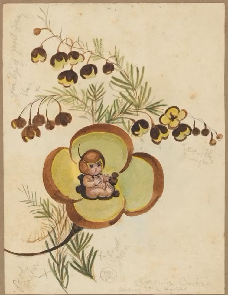 Illustration of a May Gibbs baby sitting in an open boronia flower with sprigs of boronia flowers overhead.