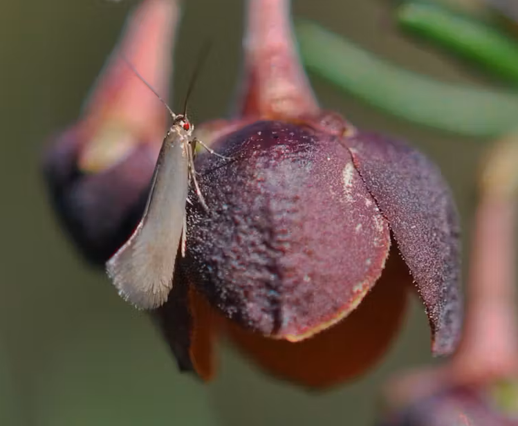 Close up of a moth on a boronia flower.