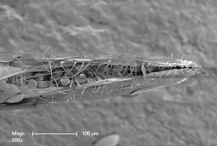 Black and white close up under a microscope of the underside of a moth.