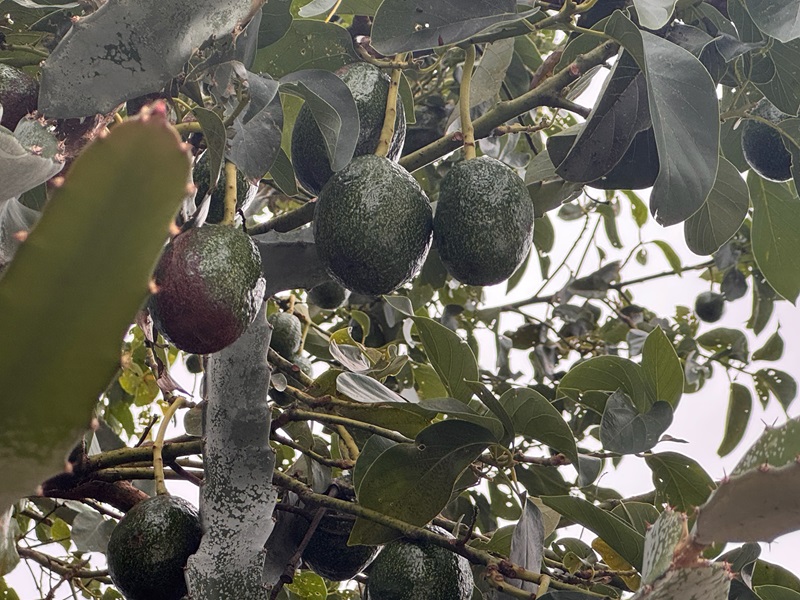 Close-up of green avocados hanging from a tree surrounded by thick foliage.