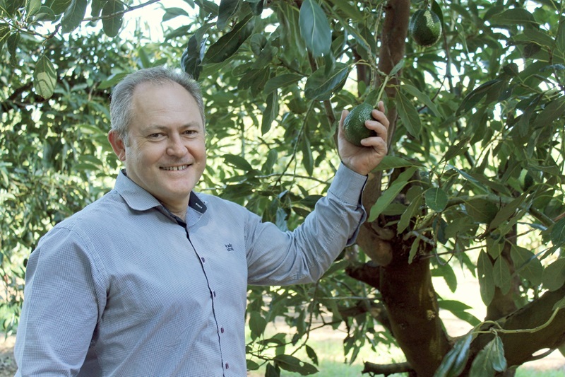 A smiling man in a checked shirt holding an avocado on the tree in a sunlit orchard.