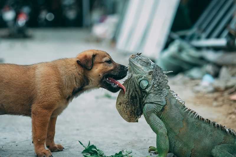 A stray puppy with its tongue out near a large lizard