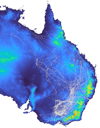 Map of eastern half of Australia in blue with tracks showing the birds' path