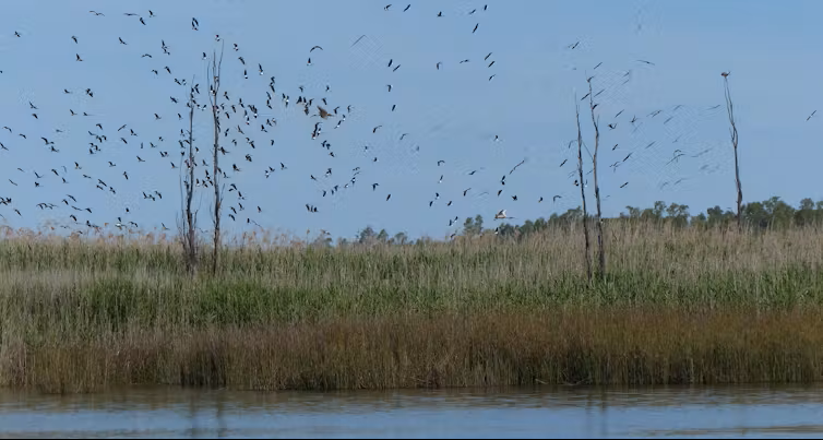 River and reedy riverbank with a flock of birds taking off