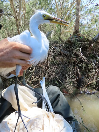 Ibis being held and tagged