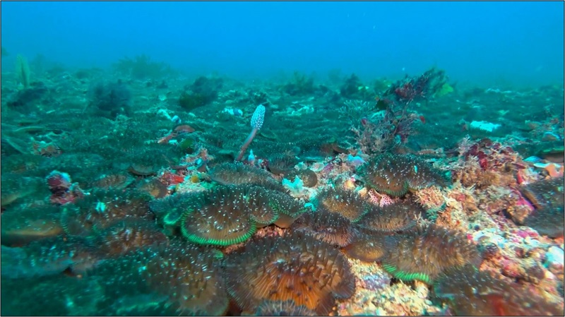 A bed of spiny mushroom corals in the deep reefs of Ningaloo. 