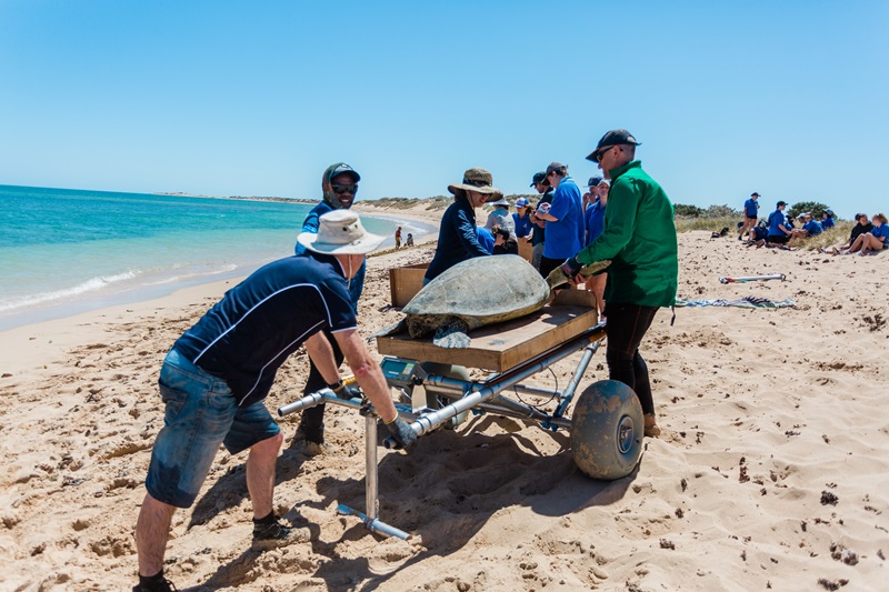 A team of scientists load a turtle onto a specialised cart on the shore of a beautiful beach. 