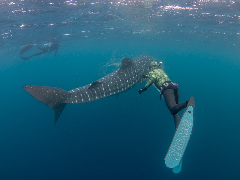 Scientists wearing diving gear swim alongside a Whale Shark to take a biopsy. 