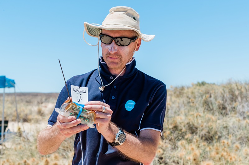 A scientists wearing sunglasses, a hat and sunscreen operates a remote control for novel research technology. 