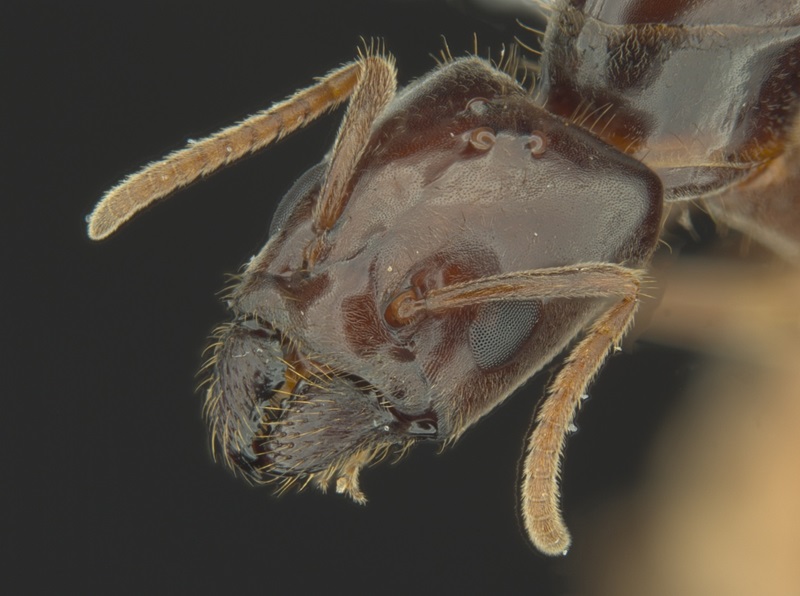 A queen Anonychomyrma inclinata
