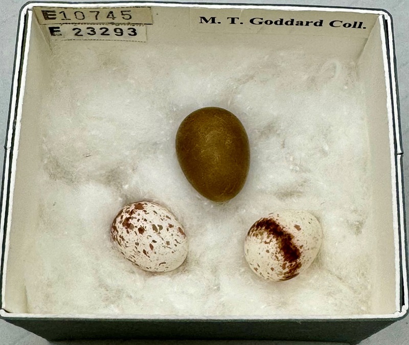 Wild bird eggs