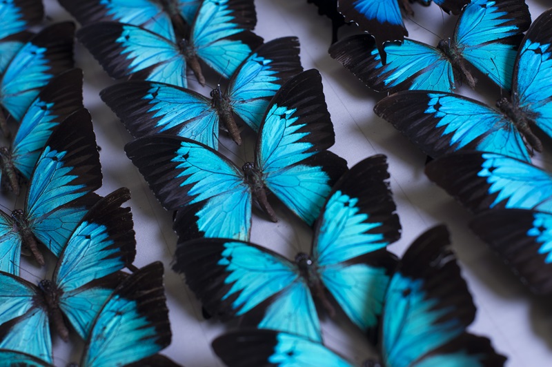 Ulysses butterflies