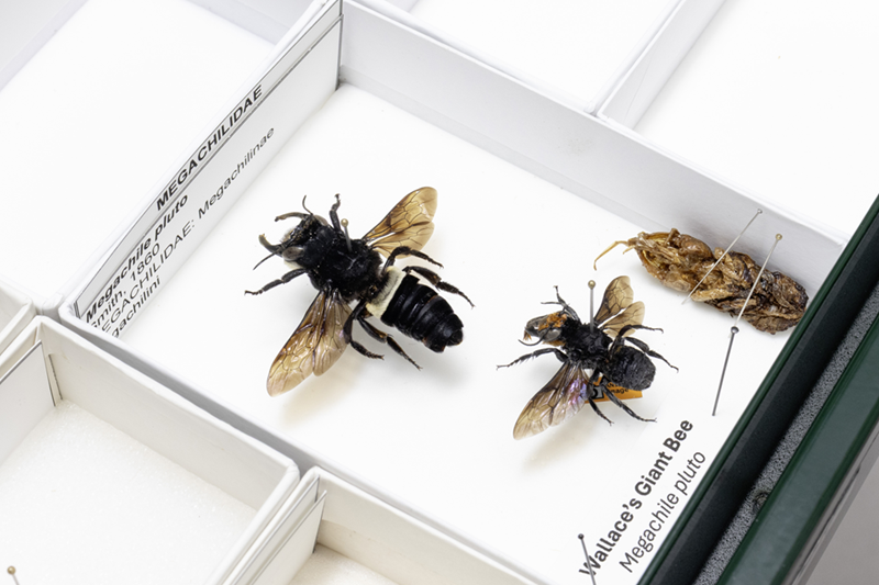 Wallaces Giant Bee, Australian National Insect Collection.