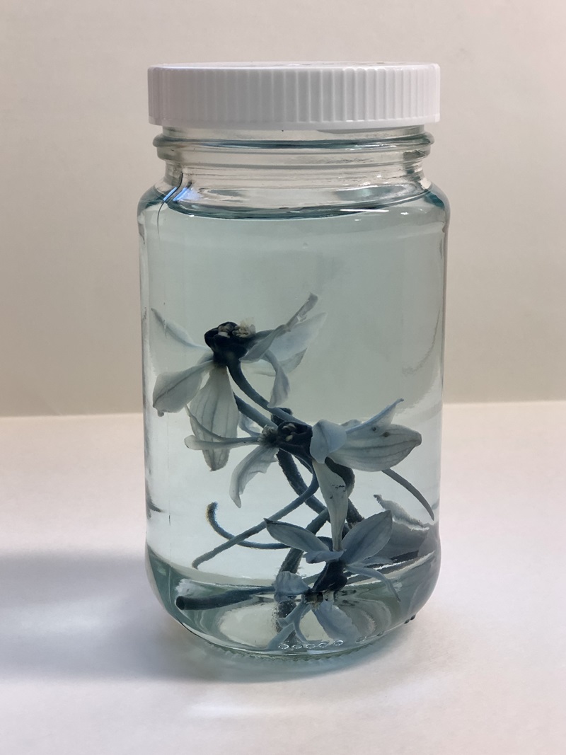 Orchid preserved in ethanol