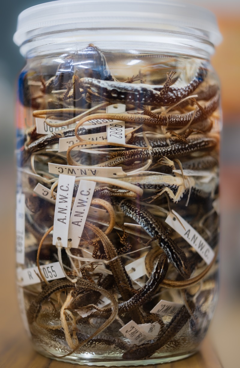 Yellow bellied water skinks preserved in ethanol