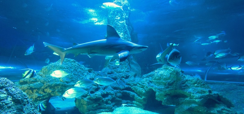 A shark and other fish swimming in a large, blue aquarium.