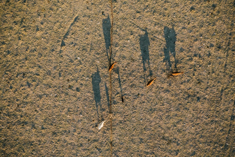 Aerial view showing workers' shadows stretched across dry ground as cattle walk nearby, illustrating the challenge of farming under intense heat.