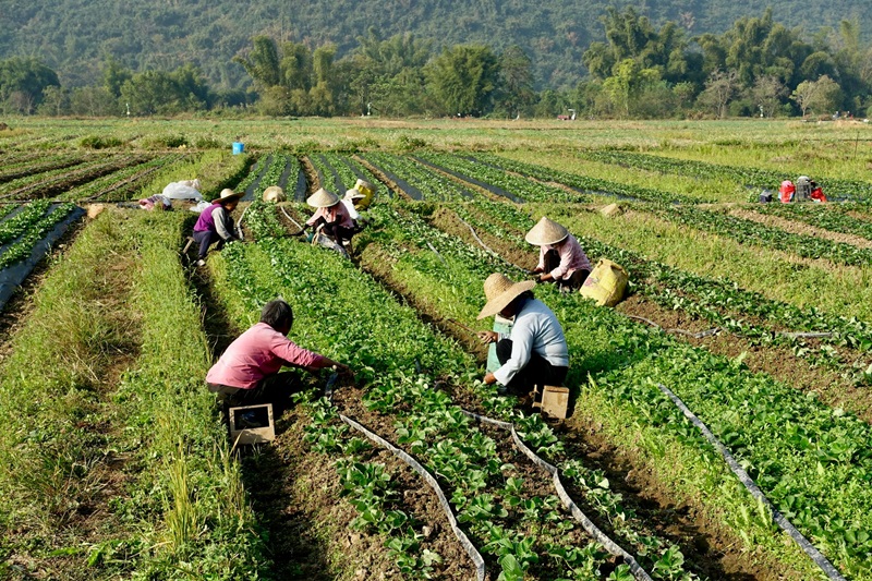 Group of farm workers wearing wide-brimmed hats bend to pick crops in neat rows of green fields, highlighting the physical toll of heat stress.