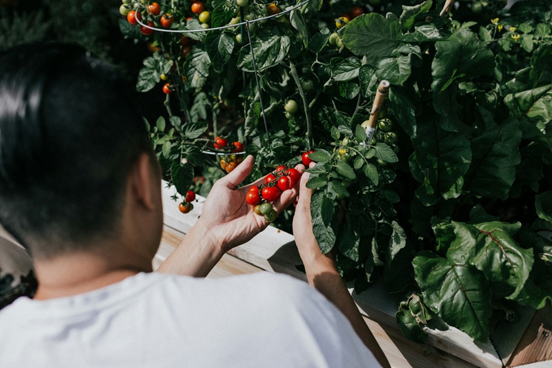 Close-up of a person harvesting red cherry tomatoes from green plants, showing labour-intensive work exposed to outdoor heat.