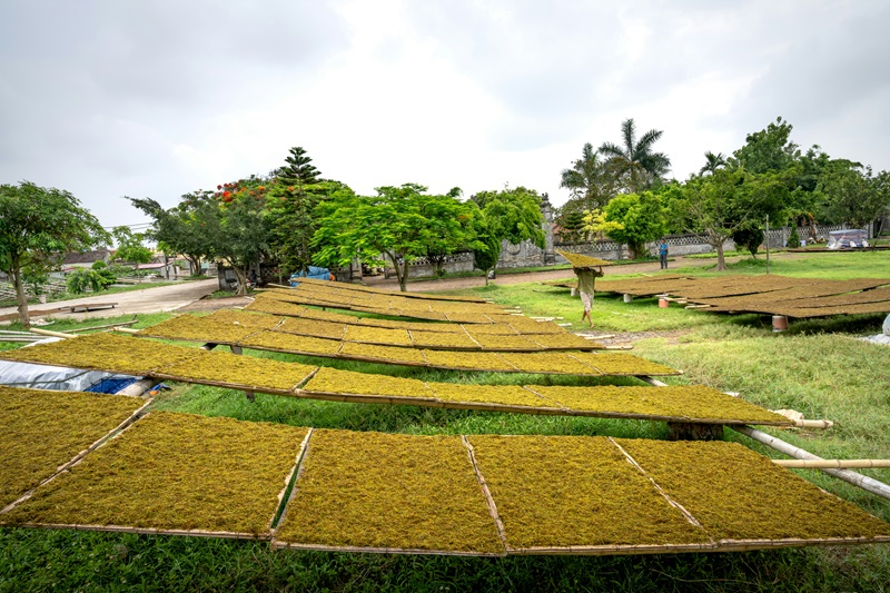 Rows of crops spread on raised drying racks under open sky, with a worker carrying one rack, emphasising climate exposure during farm work.