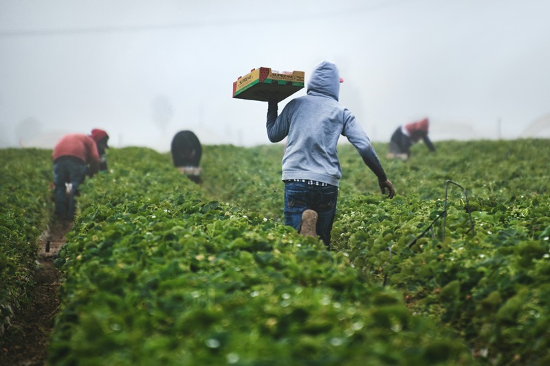 Worker in hoodie carries a box through misty green fields as others harvest behind, showing how timing farm work around heat is becoming essential.