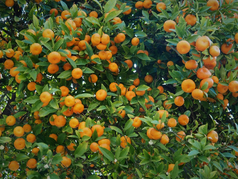 Tree branches full of ripe orange citrus fruits surrounded by green leaves, showing how fruit crops are vulnerable to climate stress and heat.