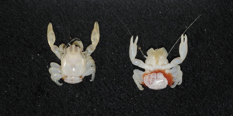 Two small pale white crabs side by side on a black background.