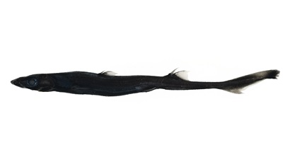 A long, slender black shark.