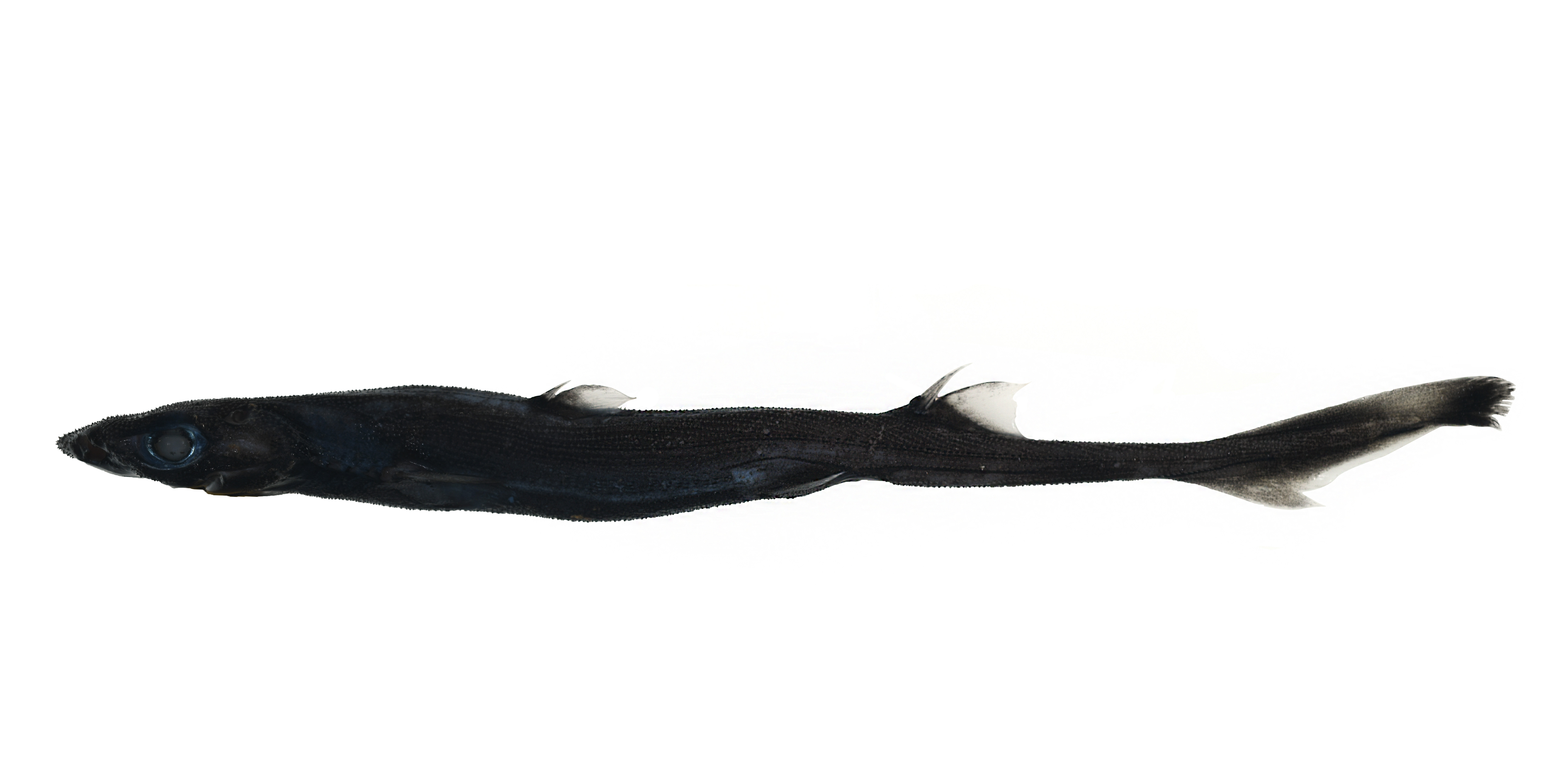 A long, slender black shark.