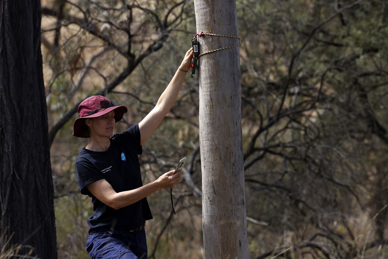 Person in a hat, t-shirt and worker trousers with one hand raised up checking equipment strapped to a tree and looking at a mobile phone held in the other hand.