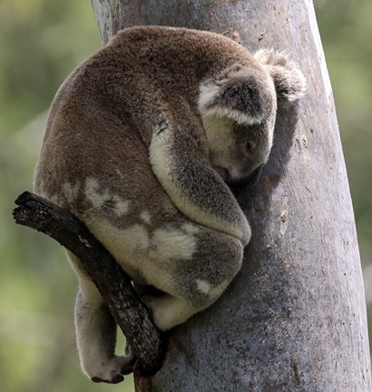 Sleepy koala sitting in the crook of a broken branch facing the tree