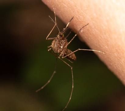 Detailed macro image of a brown mosquito perched on human skin, with long legs and visible body segments.