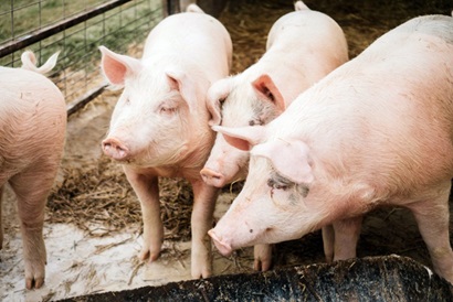 Alt text: Group of light pink pigs standing close together inside a fenced pen with straw bedding.