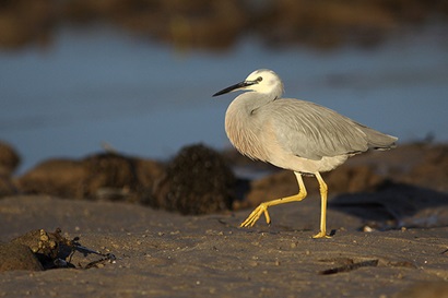 White-faced heron walking along a muddy shoreline with water in the background.