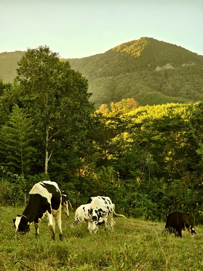 Cows grazing on green pasture with forested hills and mountains in the background.