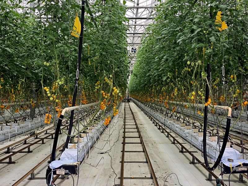 Long rows of tomato plants growing in a commercial greenhouse, with vines trained vertically and fruit ripening.
