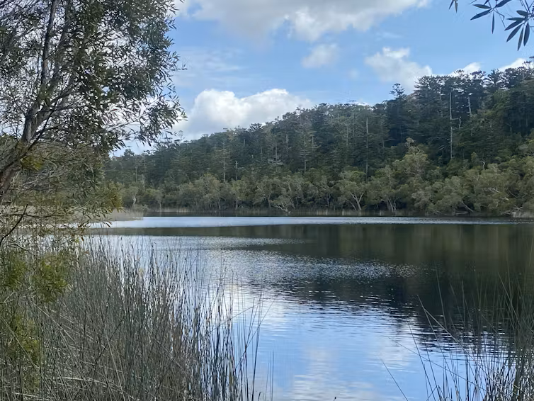 Lake Allom, on K'gari, with reeds on the water's edge in the foreground and forested bank in the farground