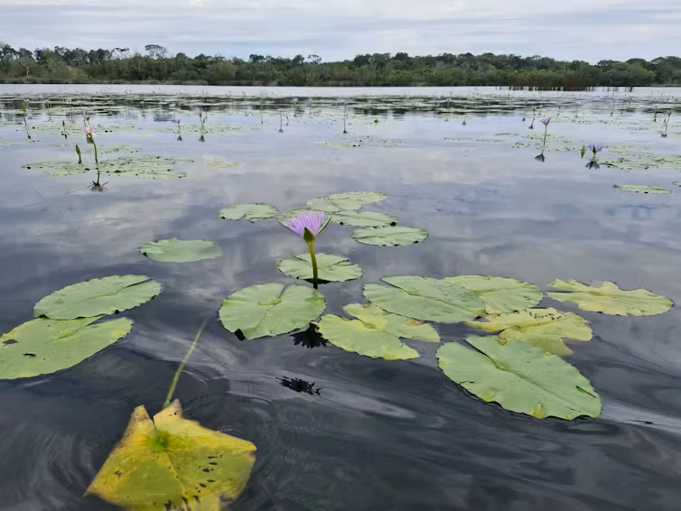 Lilies with a flower on a lake's surface