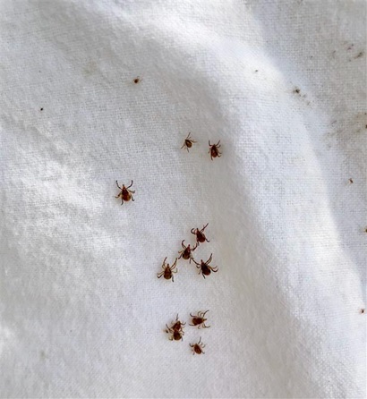 Several small brown ticks grouped together on a white textured fabric background, showing their legs and oval bodies.