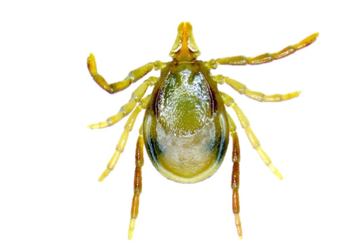 Tick-linked-to-MMA.jpg?mw=1200&hash=D9B1