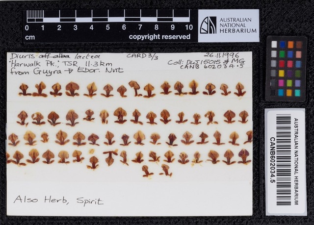 A digitised orchid floral card.