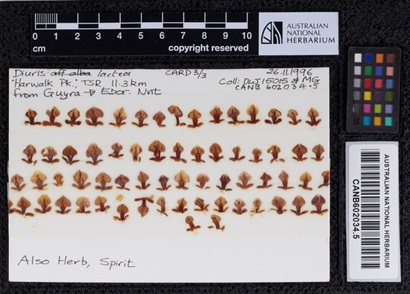 A digitised orchid floral card.
