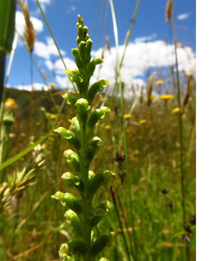 Common onion orchid.