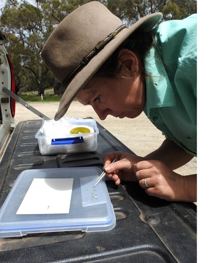 A person wearing a wide-brimmed hat and a light green shirt is working outdoors on the back of a vehicle. They are using tweezers to arrange small plant pieces on a white card placed inside a clear plastic container. Another container with a blue latch and a yellow item inside is nearby. The background shows trees and a dirt area, suggesting a fieldwork setting.